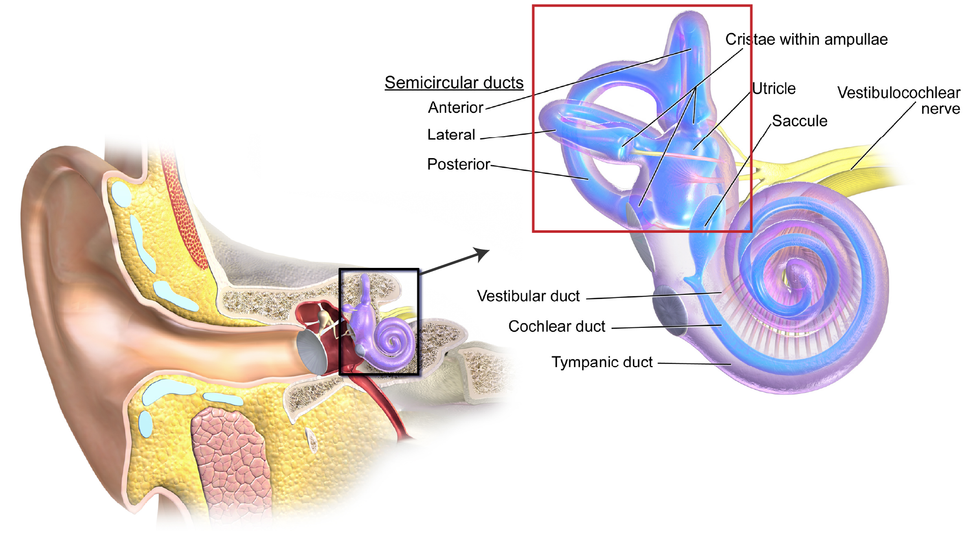 The vestibular organ is the collection of tubes in the red box. Source: Blausen.com staff (2014). "Medical gallery of Blausen Medical 2014". WikiJournal of Medicine 1 (2). DOI:10.15347/wjm/2014.010. ISSN 2002-4436